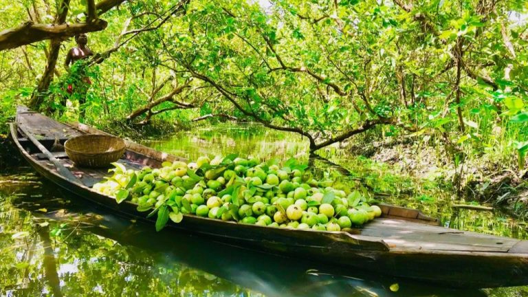 ঝালকাঠির ভাসমান পেয়ারা হাট এক টুকরো সবুজের সমাহার।
