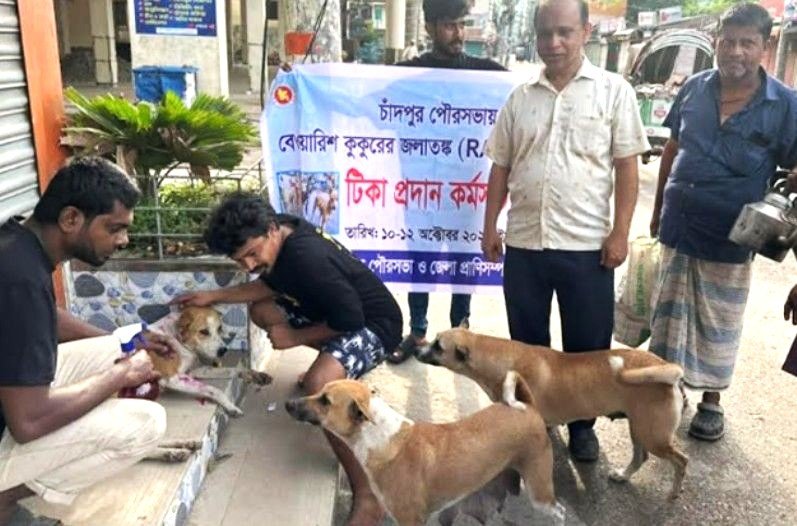 চাঁদপুর পৌরসভায় পথ কুকুরের জলাতঙ্ক টিকা কর্মসূচি