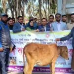 কাঠালিয়াতে বিকল্প কর্মসংস্থান সৃষ্টির লক্ষ্যে মৎস্যজীবীদের মাঝে বকনা বাছুর বিতরণ