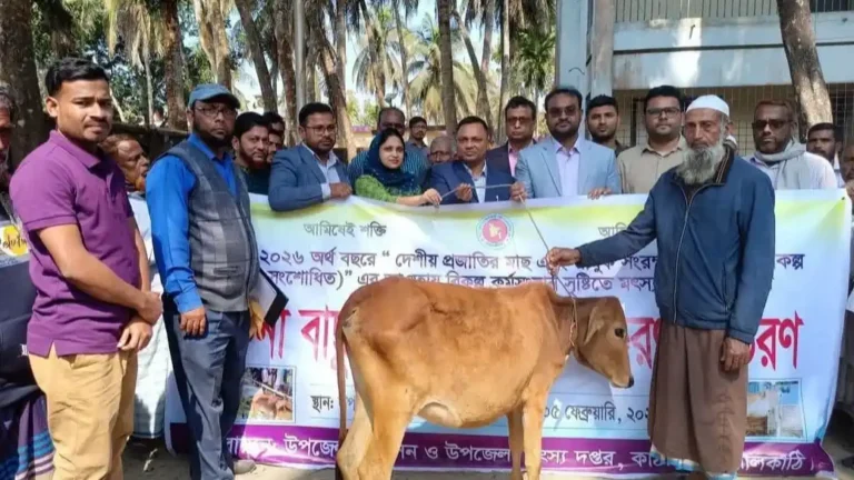 কাঠালিয়াতে বিকল্প কর্মসংস্থান সৃষ্টির লক্ষ্যে মৎস্যজীবীদের মাঝে বকনা বাছুর বিতরণ