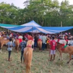 কাঠালিয়ায় গ্রাম বাংলার ঐতিহ্যবাহী ঘোড়দৌড় প্রতিযোগিতা অনুষ্ঠিত