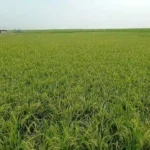 ডিজেলের অভাবে সেচ ব্যাহত, ধানে চিটা হওয়ার আশঙ্কা