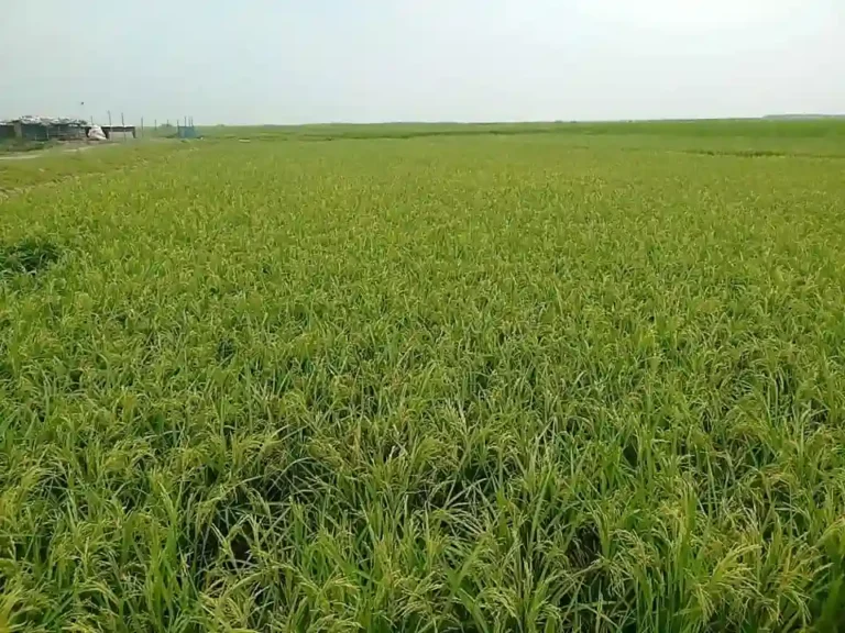 ডিজেলের অভাবে সেচ ব্যাহত, ধানে চিটা হওয়ার আশঙ্কা