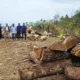 Joint campaign against illegal tree felling in Bandarban 80x80