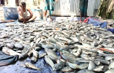 পুকুরে বিষ দিয়ে প্রায় ১৫ লাখ টাকার মাছ নিধনের অভিযোগ