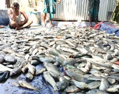 পুকুরে বিষ দিয়ে প্রায় ১৫ লাখ টাকার মাছ নিধনের অভিযোগ