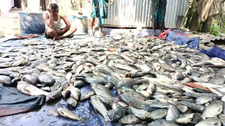 পুকুরে বিষ দিয়ে প্রায় ১৫ লাখ টাকার মাছ নিধনের অভিযোগ